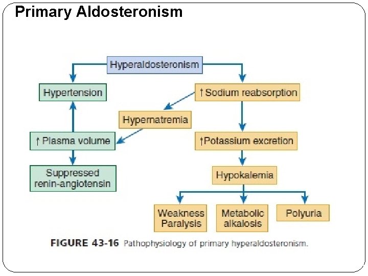 Primary Aldosteronism 