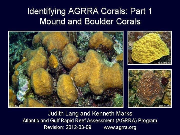 Identifying AGRRA Corals: Part 1 Mound and Boulder Corals © K. Marks Judith Lang