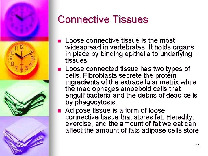 Connective Tissues n n n Loose connective tissue is the most widespread in vertebrates. Connective Tissues n n n Loose connective tissue is the most widespread in vertebrates.