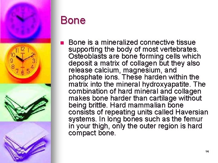 Bone n Bone is a mineralized connective tissue supporting the body of most vertebrates. Bone n Bone is a mineralized connective tissue supporting the body of most vertebrates.