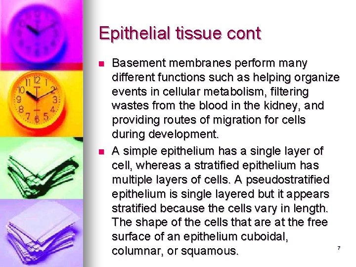 Epithelial tissue cont n n Basement membranes perform many different functions such as helping Epithelial tissue cont n n Basement membranes perform many different functions such as helping
