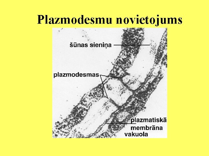 Plazmodesmu novietojums 