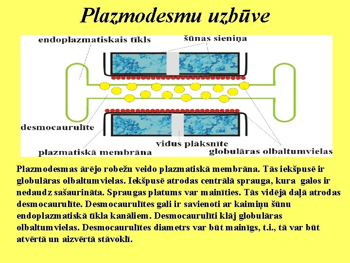 Plazmodesmu uzbūve Plazmodesmas ārējo robežu veido plazmatiskā membrāna. Tās iekšpusē ir globulāras olbaltumvielas. Iekšpusē