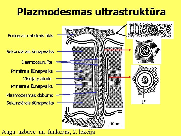 Plazmodesmas ultrastruktūra Endoplazmatiskais tīkls Sekundārais šūnapvalks Desmocaurulīte Primārais šūnapvalks Vidējā plātnīte Primārais šūnapvalks Plazmodesmas