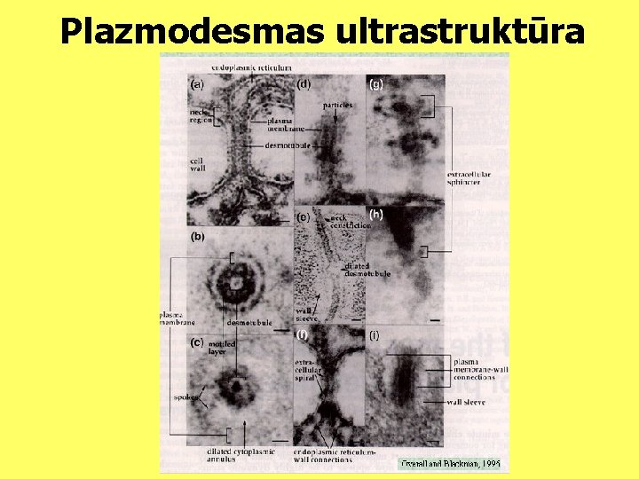 Plazmodesmas ultrastruktūra 