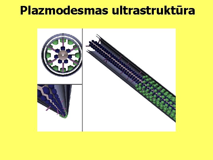 Plazmodesmas ultrastruktūra 