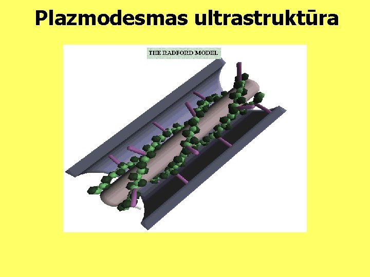 Plazmodesmas ultrastruktūra 