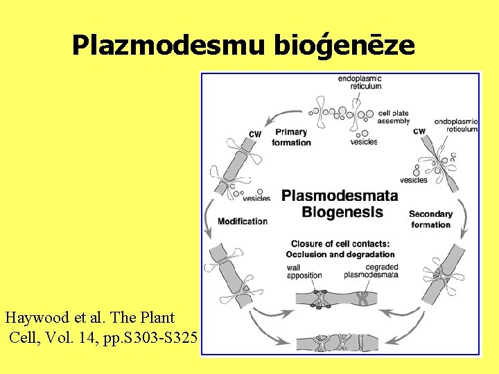 Plazmodesmu bioģenēze Haywood et al. The Plant Cell, Vol. 14, pp. S 303 -S