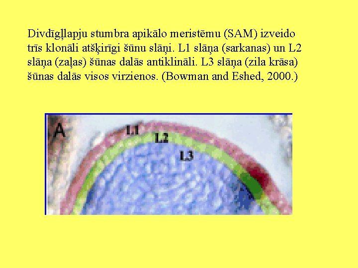 Divdīgļlapju stumbra apikālo meristēmu (SAM) izveido trīs klonāli atšķirīgi šūnu slāņi. L 1 slāņa