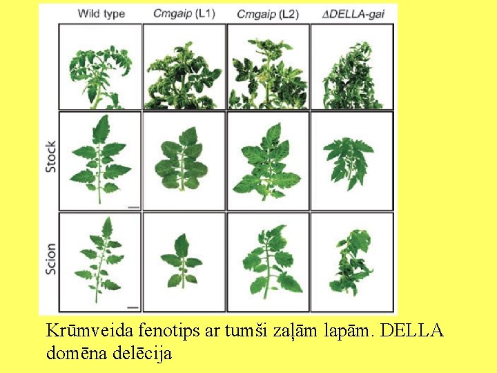 Krūmveida fenotips ar tumši zaļām lapām. DELLA domēna delēcija 