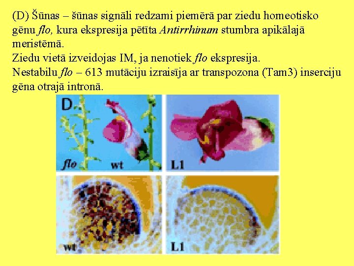 (D) Šūnas – šūnas signāli redzami piemērā par ziedu homeotisko gēnu flo, kura ekspresija