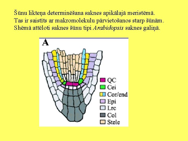 Šūnu likteņa determinēšana saknes apikālajā meristēmā. Tas ir saistīts ar makromolekulu pārvietošanos starp šūnām.