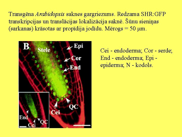 Transgēna Arabidopsis saknes gargriezums. Redzama SHR: GFP transkripcijas un translācijas lokalizācija saknē. Šūnu sieniņas