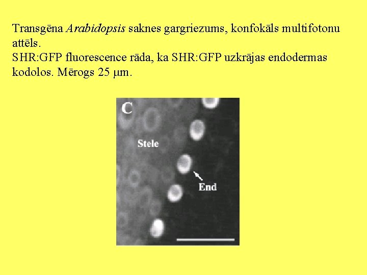 Transgēna Arabidopsis saknes gargriezums, konfokāls multifotonu attēls. SHR: GFP fluorescence rāda, ka SHR: GFP