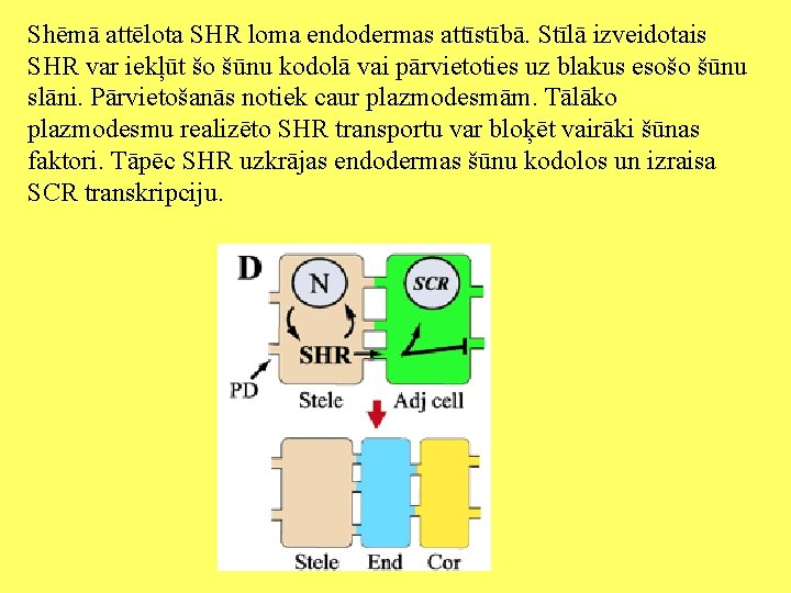 Shēmā attēlota SHR loma endodermas attīstībā. Stīlā izveidotais SHR var iekļūt šo šūnu kodolā