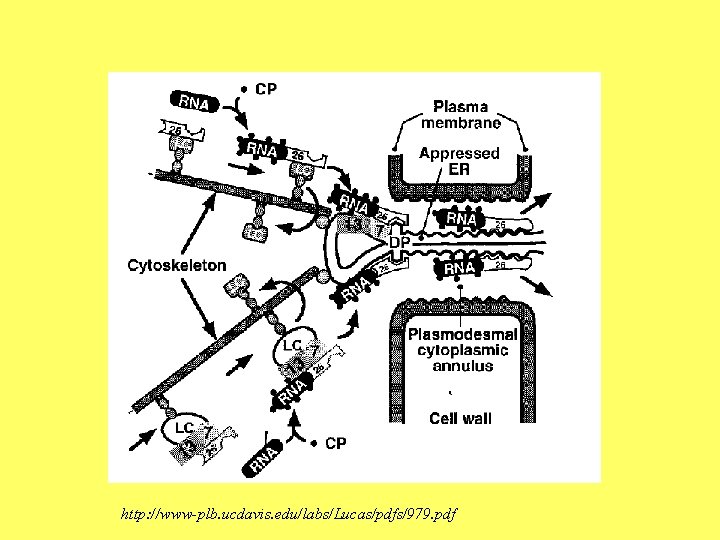 http: //www-plb. ucdavis. edu/labs/Lucas/pdfs/979. pdf 