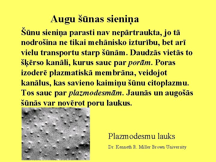 Augu šūnas sieniņa Šūnu sieniņa parasti nav nepārtraukta, jo tā nodrošina ne tikai mehānisko Augu šūnas sieniņa Šūnu sieniņa parasti nav nepārtraukta, jo tā nodrošina ne tikai mehānisko