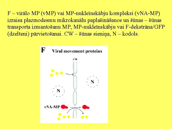 F – virālo MP (v. MP) vai MP-nukleīnskābju kompleksi (v. NA-MP) izraisa plazmodesmu mikrokanālu