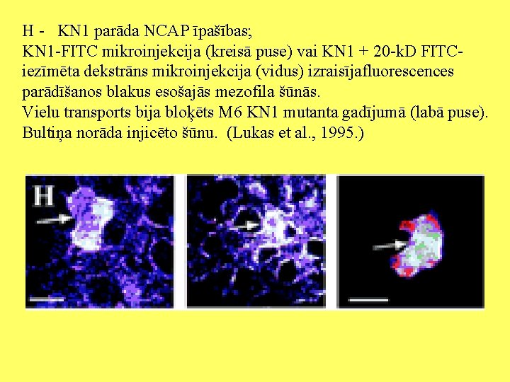 H - KN 1 parāda NCAP īpašības; KN 1 -FITC mikroinjekcija (kreisā puse) vai