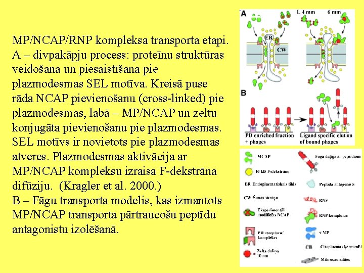 MP/NCAP/RNP kompleksa transporta etapi. A – divpakāpju process: proteīnu struktūras veidošana un piesaistīšana pie