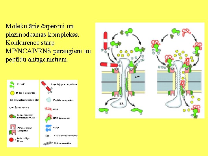 Molekulārie čaperoni un plazmodesmas komplekss. Konkurence starp MP/NCAP/RNS paraugiem un peptīdu antagonistiem. 