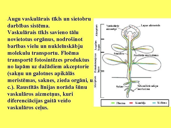 Augu vaskulārais tīkls un sietobru darbības sistēma. Vaskulārais tīkls savieno tālu novietotus orgānus, nodrošinot