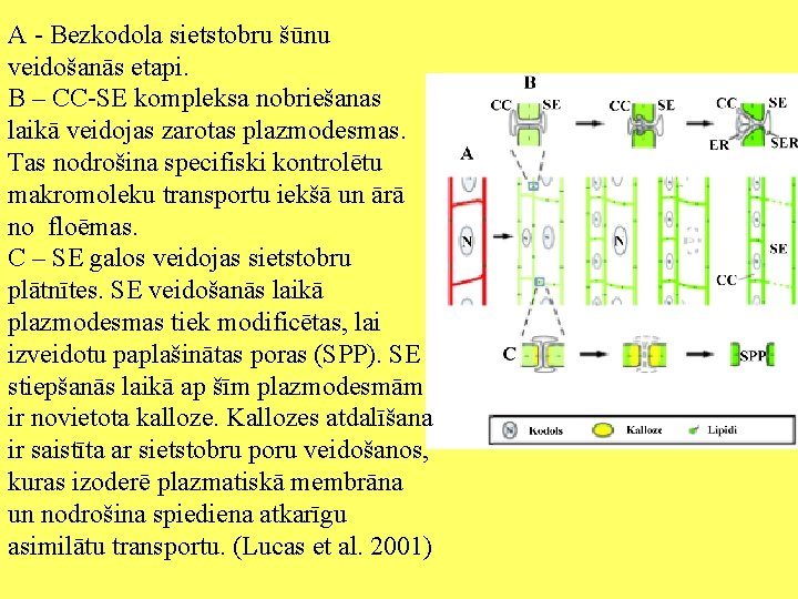 A - Bezkodola sietstobru šūnu veidošanās etapi. B – CC-SE kompleksa nobriešanas laikā veidojas