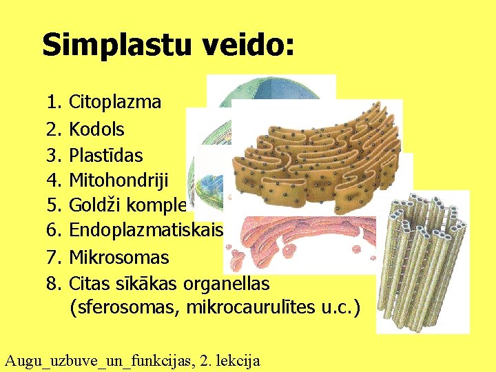 Simplastu veido: 1. 2. 3. 4. 5. 6. 7. 8. Citoplazma Kodols Plastīdas Mitohondriji