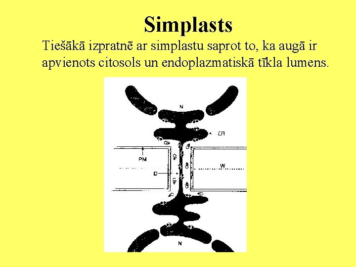 Simplasts Tiešākā izpratnē ar simplastu saprot to, ka augā ir apvienots citosols un endoplazmatiskā