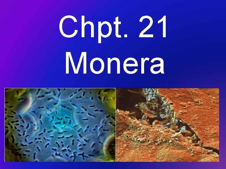 Chpt. 21 Monera 