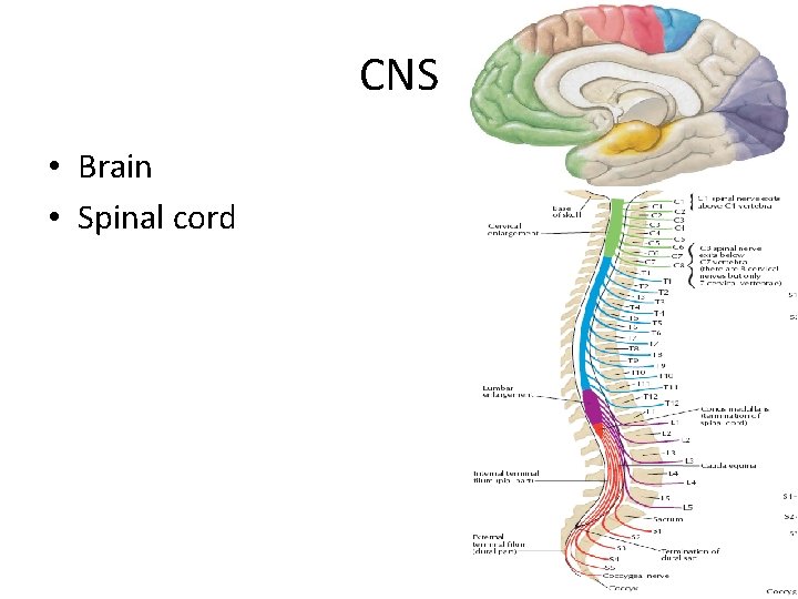 CNS • Brain • Spinal cord 