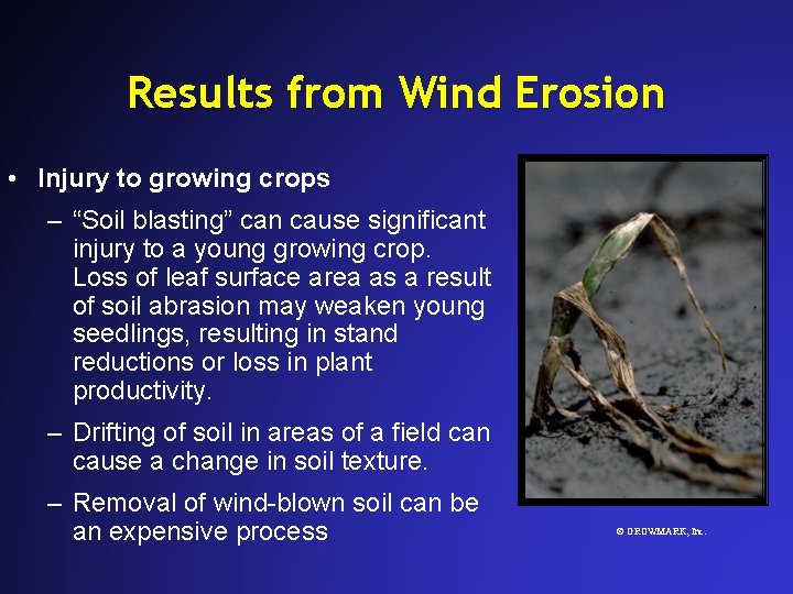Results from Wind Erosion • Injury to growing crops – “Soil blasting” can cause Results from Wind Erosion • Injury to growing crops – “Soil blasting” can cause