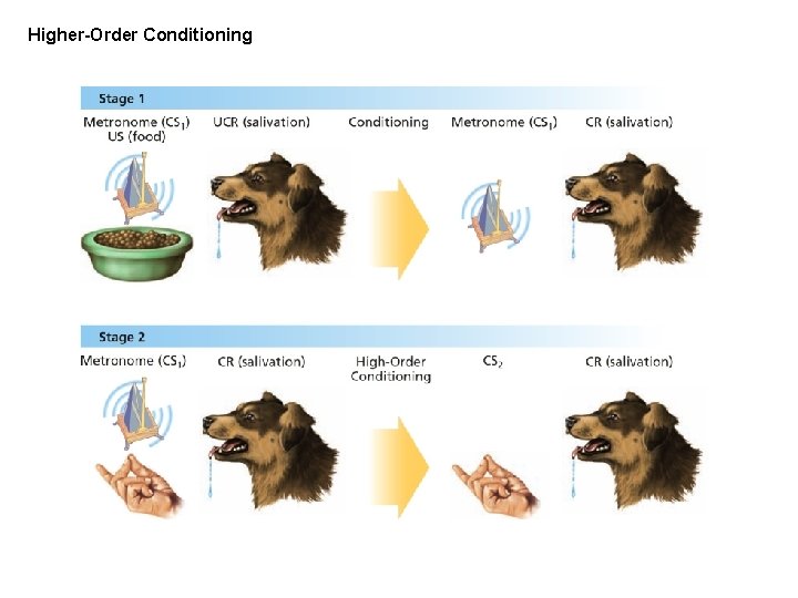 Higher-Order Conditioning 