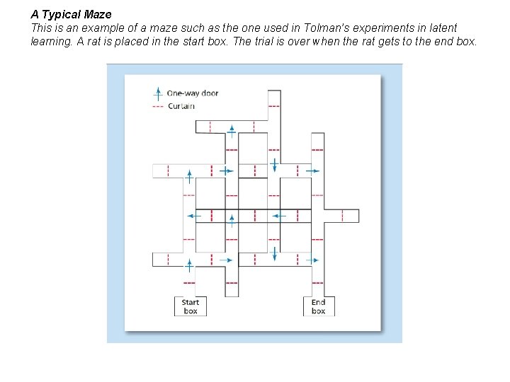 A Typical Maze This is an example of a maze such as the one