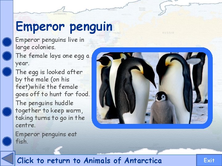 Emperor penguins live in large colonies. The female lays one egg a year. The