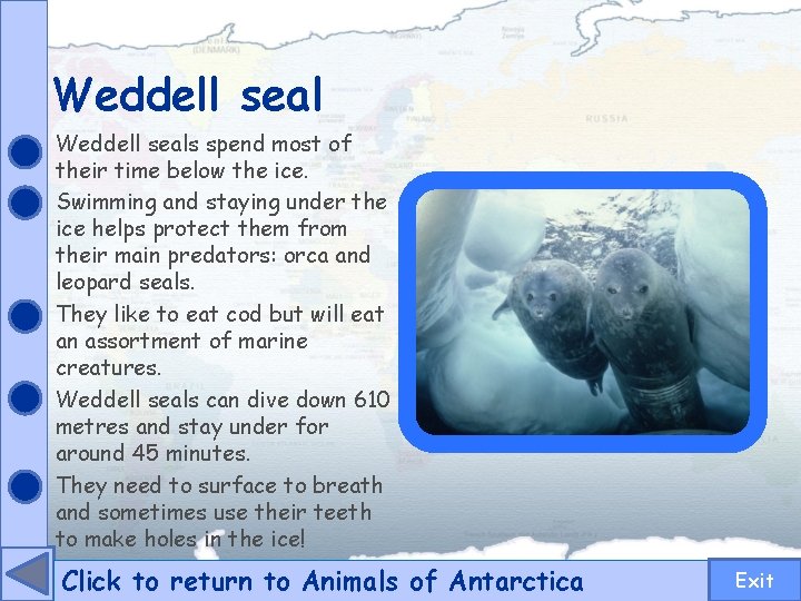 Weddell seals spend most of their time below the ice. Swimming and staying under