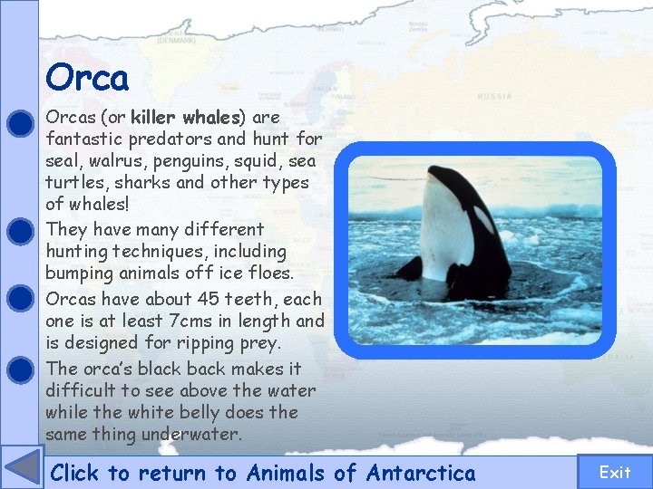 Orcas (or killer whales) are fantastic predators and hunt for seal, walrus, penguins, squid,