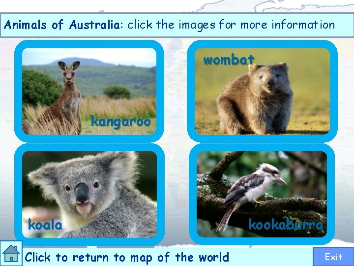 Animals of Australia: click the images for more information wombat kangaroo koala Click to