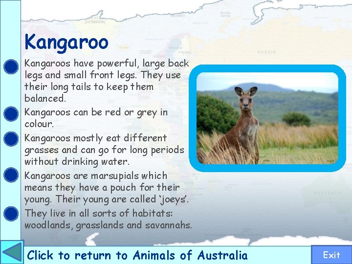 Kangaroos have powerful, large back legs and small front legs. They use their long