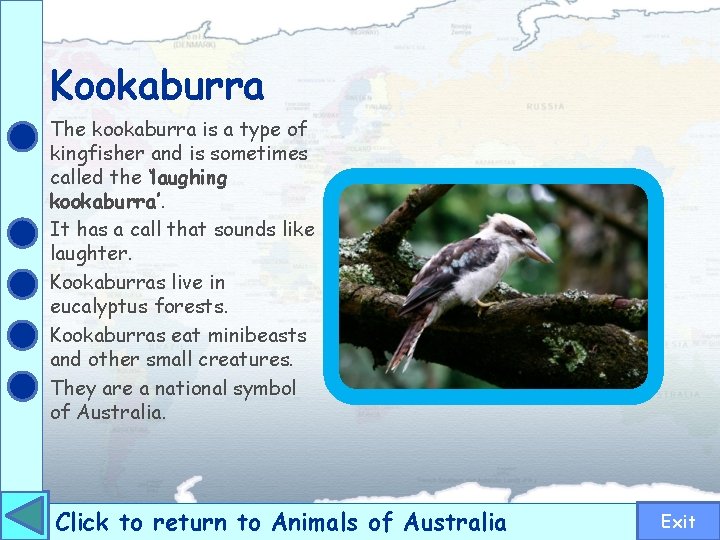 Kookaburra The kookaburra is a type of kingfisher and is sometimes called the ‘laughing