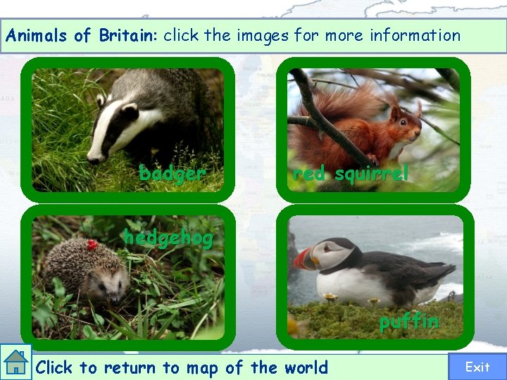 Animals of Britain: click the images for more information badger red squirrel hedgehog puffin