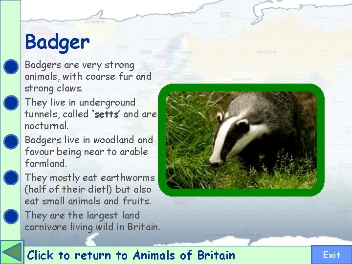 Badgers are very strong animals, with coarse fur and strong claws. They live in