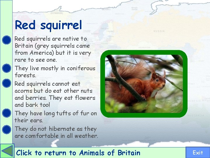 Red squirrels are native to Britain (grey squirrels came from America) but it is
