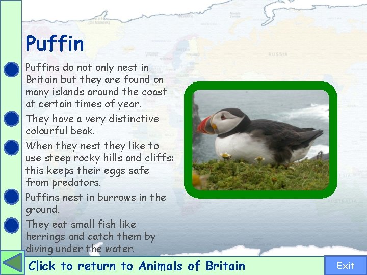 Puffins do not only nest in Britain but they are found on many islands
