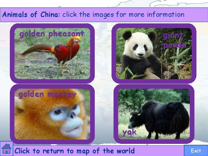 Animals of China: click the images for more information golden pheasant giant panda golden