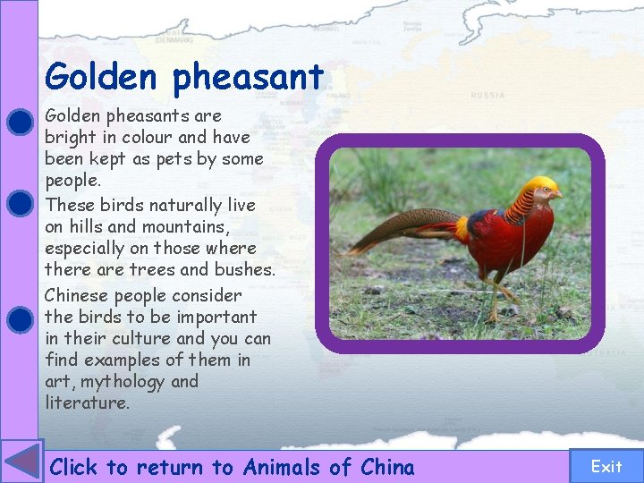 Golden pheasants are bright in colour and have been kept as pets by some