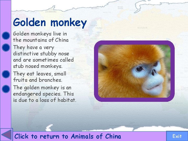 Golden monkeys live in the mountains of China They have a very distinctive stubby