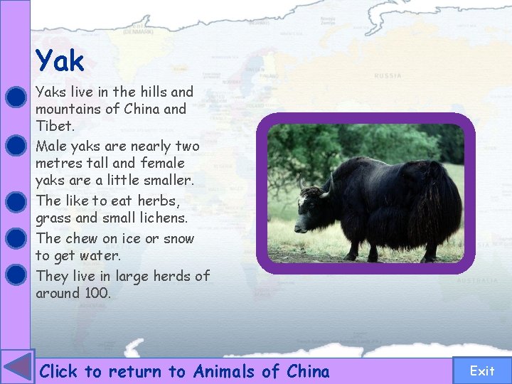 Yak Yaks live in the hills and mountains of China and Tibet. Male yaks