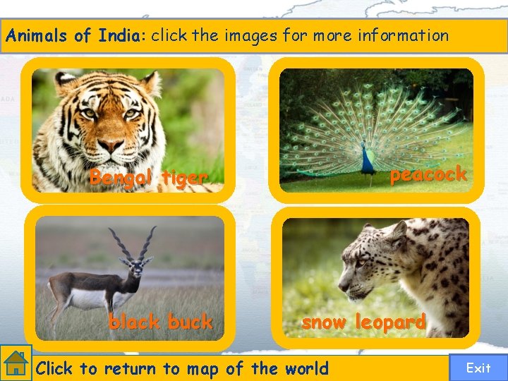 Animals of India: click the images for more information peacock Bengal tiger black buck