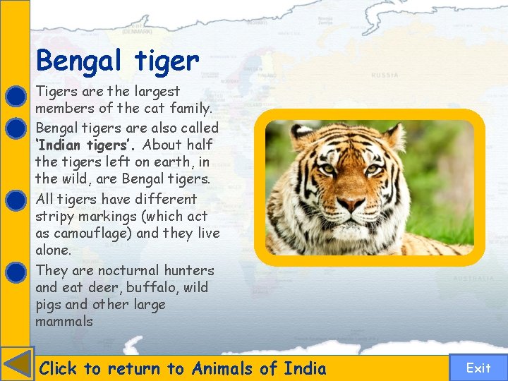 Bengal tiger Tigers are the largest members of the cat family. Bengal tigers are